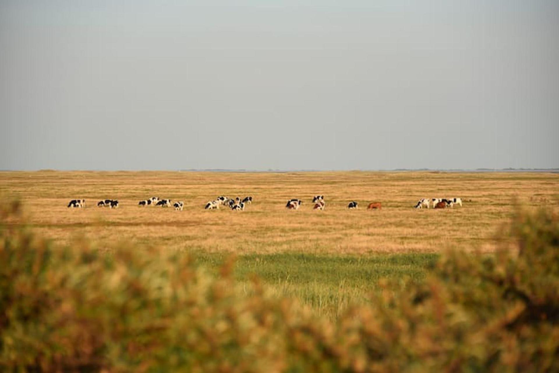 بورين Chalet Zeester J38 Ameland المظهر الخارجي الصورة